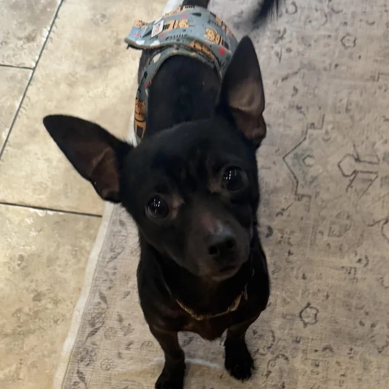Paco Taco thumbnail 2