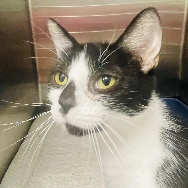 An adult medium-sized female Black Domestic Short Hair cat named Dolly for adoption in Columbia Station, OH
