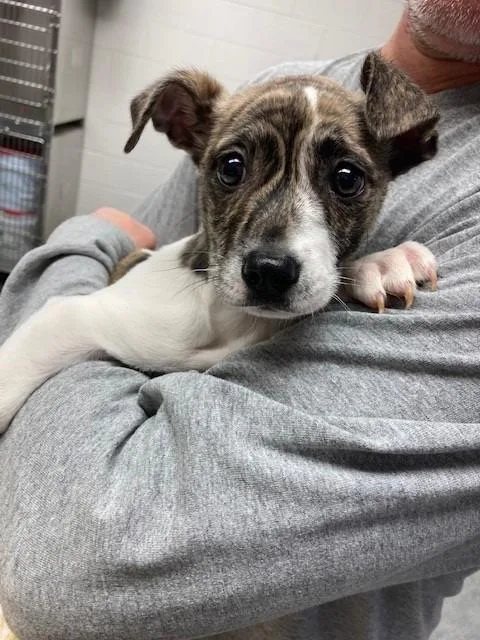 An adult small-sized female Terrier dog named Gi Gi for adoption in Warrenton, NC