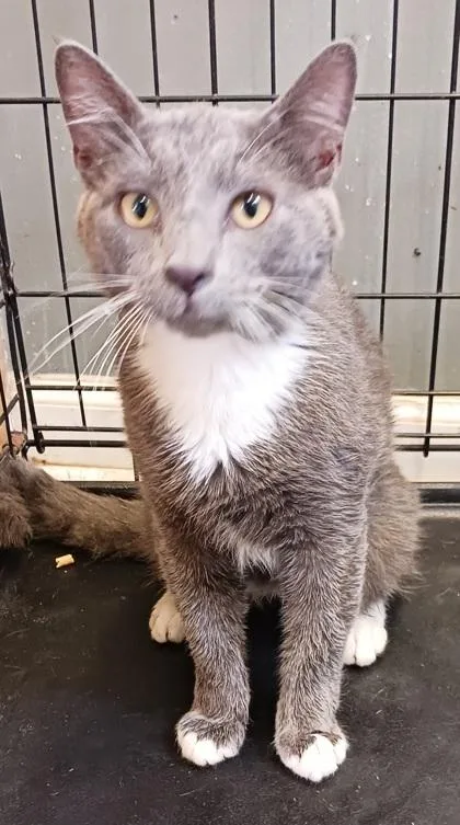 An adult medium-sized male Domestic Short Hair cat named Jamie for adoption in West Memphis, AR