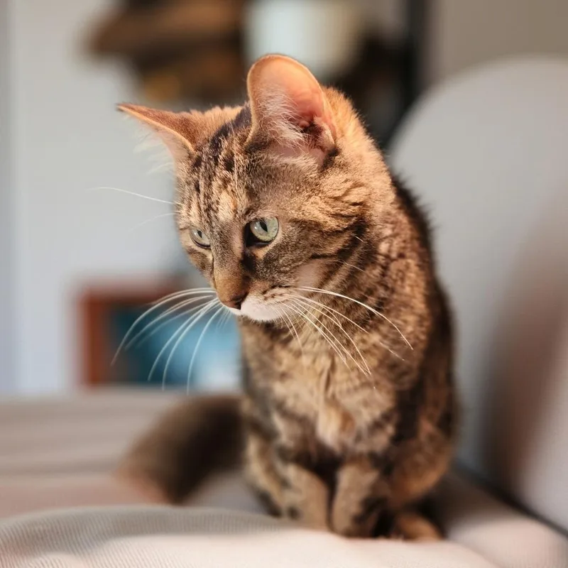 A senior medium-sized female Torbie Domestic Short Hair cat named Pepper for adoption in Toms Brook, VA