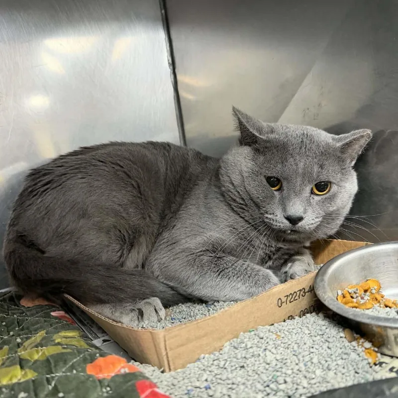 An adult large-sized male Gray / Blue / Silver Domestic Short Hair cat named Boreas for adoption in Verona, VA