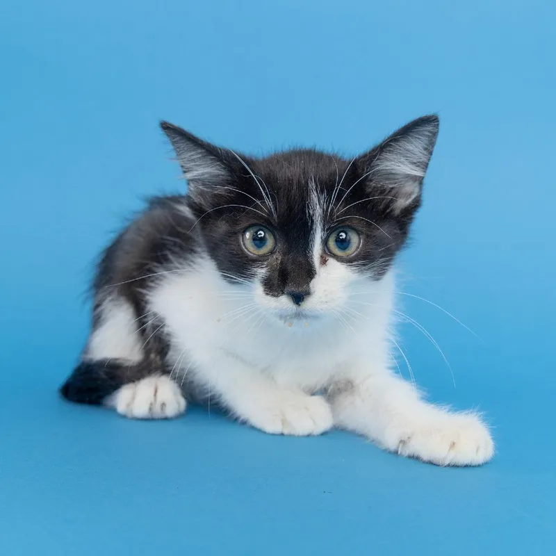 A baby small-sized female Black Domestic Short Hair cat named Harley for adoption in Franklin, TN