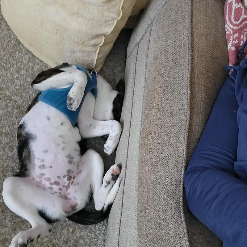 Line Butt thumbnail 3