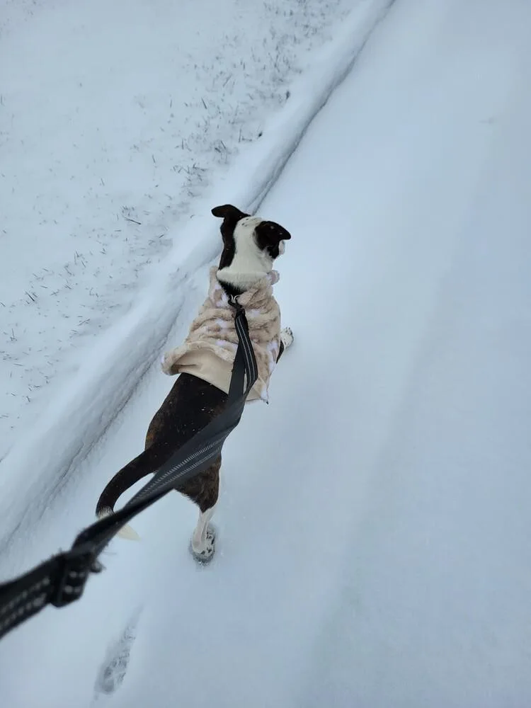 Line Butt thumbnail 4