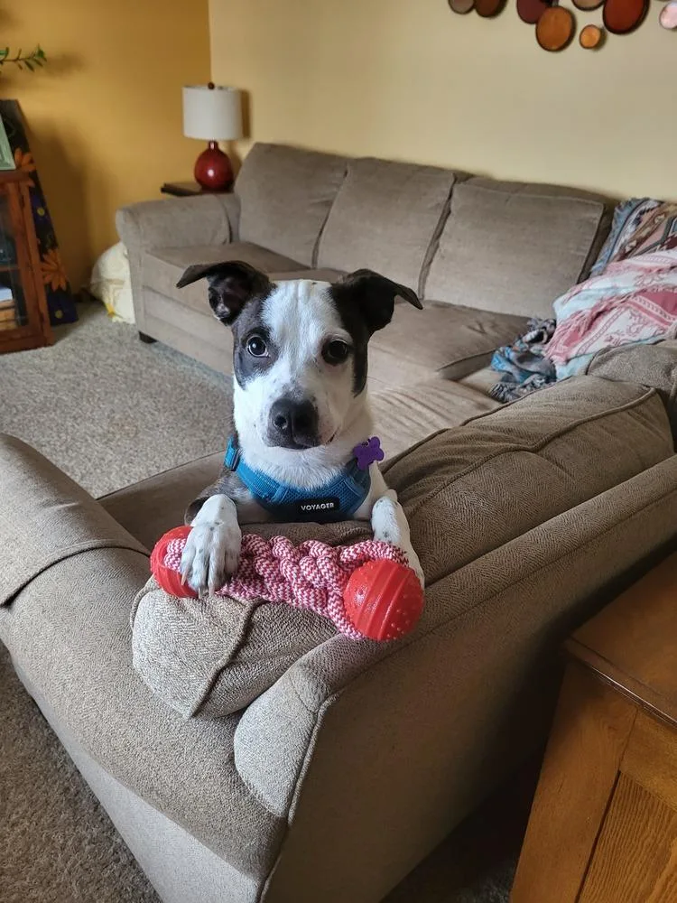 Line Butt thumbnail 5