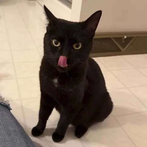 A young medium-sized female Black Domestic Short Hair cat named Cuyahoga Valley for adoption in Medina, OH