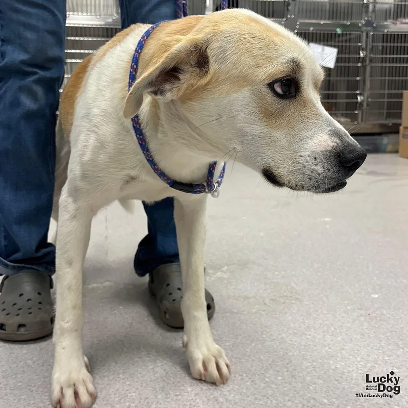A young large-sized male Retriever dog named Gabe for adoption in Washington, DC