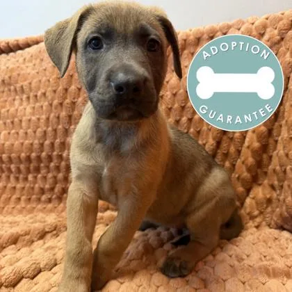 A baby small-sized female Mixed Breed dog named Princess Belle for adoption in Janesville, WI