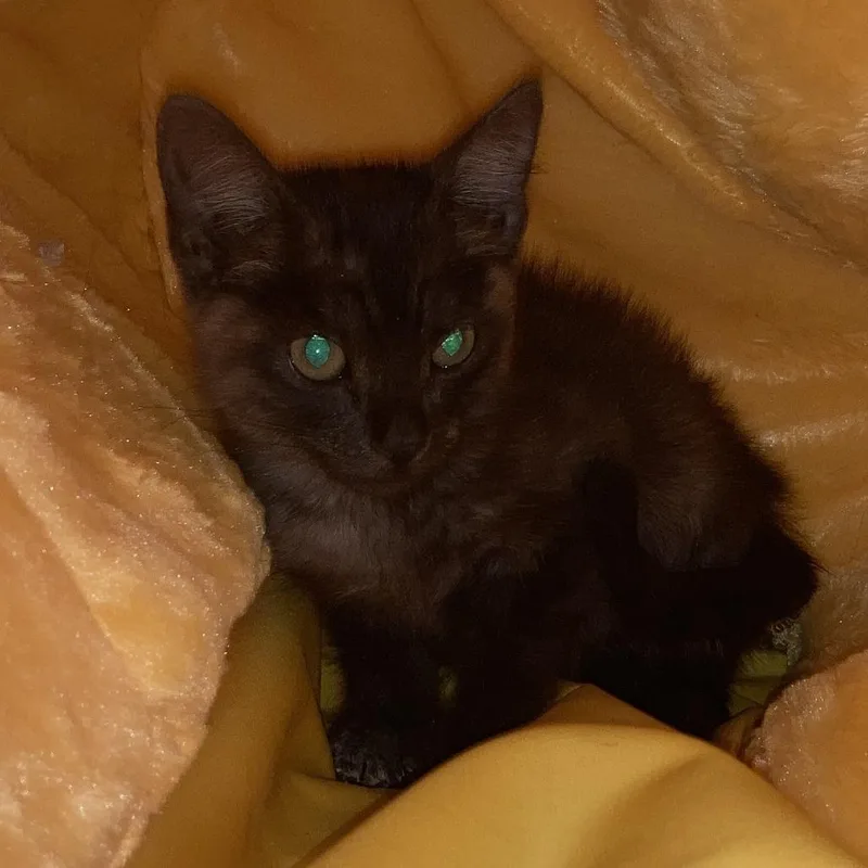 A baby medium-sized male Black Domestic Short Hair cat named Eeyore for adoption in Midland, TX