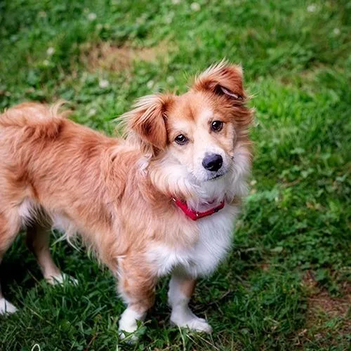 A young small-sized male Yellow / Tan / Blond / Fawn Cardigan Welsh Corgi dog named Pepe for adoption in Brockton, MA