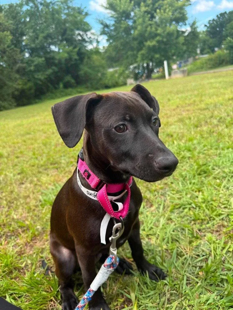 A baby medium-sized male Terrier dog named Higgins for adoption in Candler, NC