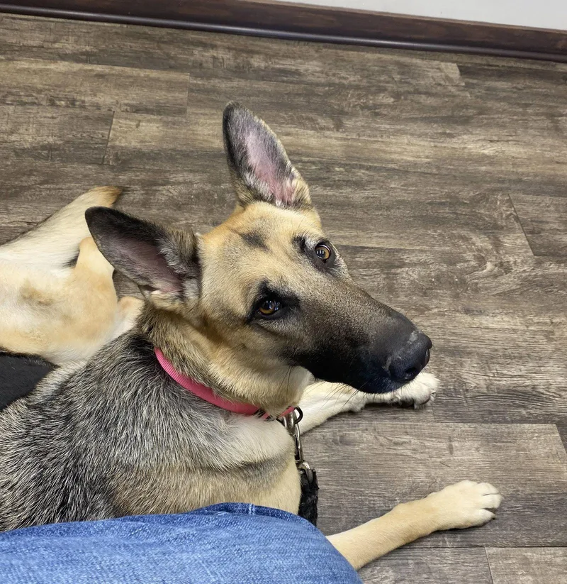 A young medium-sized female German Shepherd Dog dog named Zcldangel for adoption in Horn Lake, MS