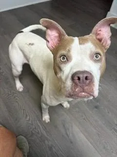 A young medium-sized female White / Cream Pit Bull Terrier dog named Mabel for adoption in Austin, TX