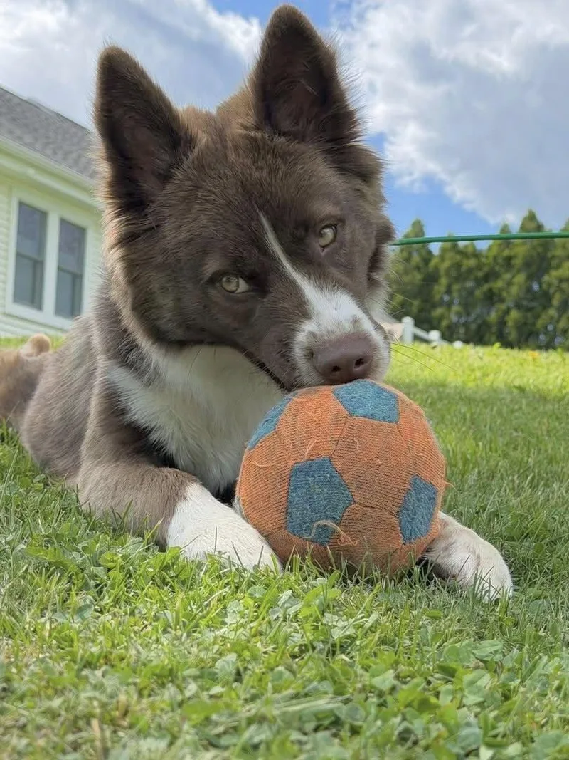A young medium-sized male Mixed Breed dog named Bruno for adoption in Kennebunk , ME