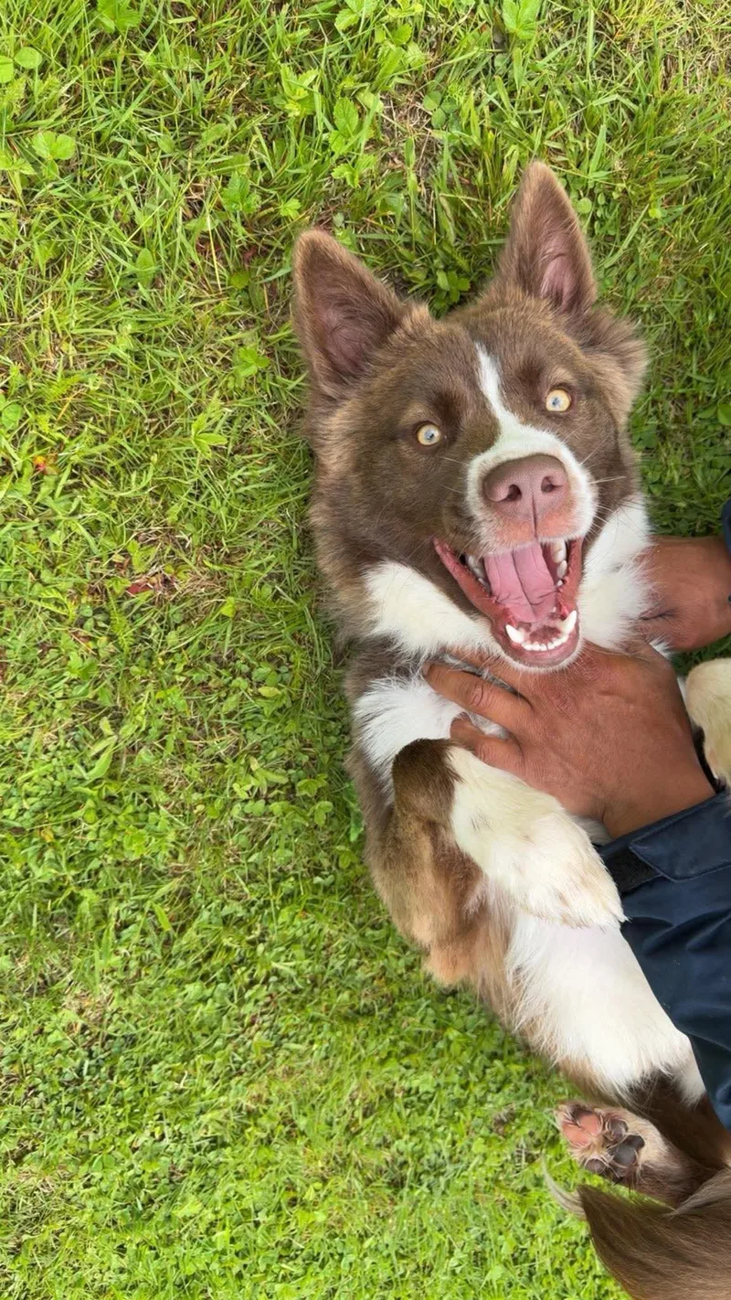 Bruno thumbnail 2