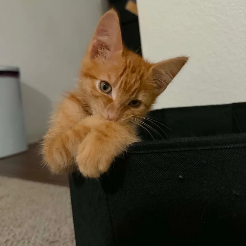 Mango thumbnail 3