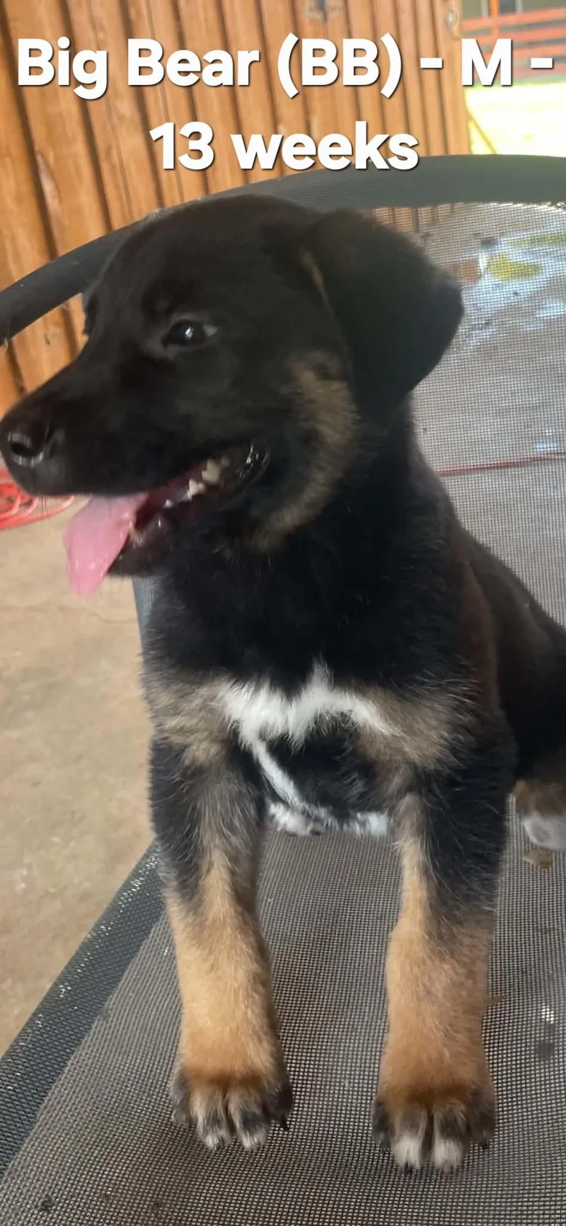 A baby medium-sized male German Shepherd Dog dog named Big Bear for adoption in Calera, AL