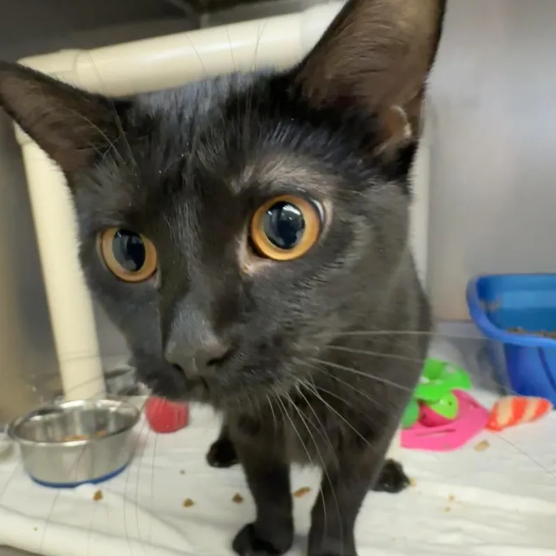 A young small-sized female Black Domestic Short Hair cat named Kafka for adoption in Chippewa Falls, WI