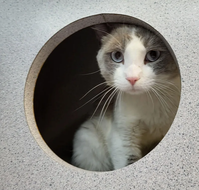 An adult medium-sized male Blue Point Siamese cat named Racer for adoption in Canon City, CO