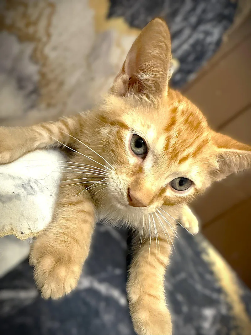A baby medium-sized male Tabby (Orange / Red) Tabby cat named Ronnie for adoption in Fort Myers, FL