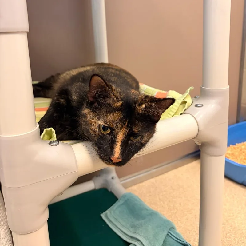 An adult medium-sized female Orange / Red Domestic Short Hair cat named Rory for adoption in Bristol, IN
