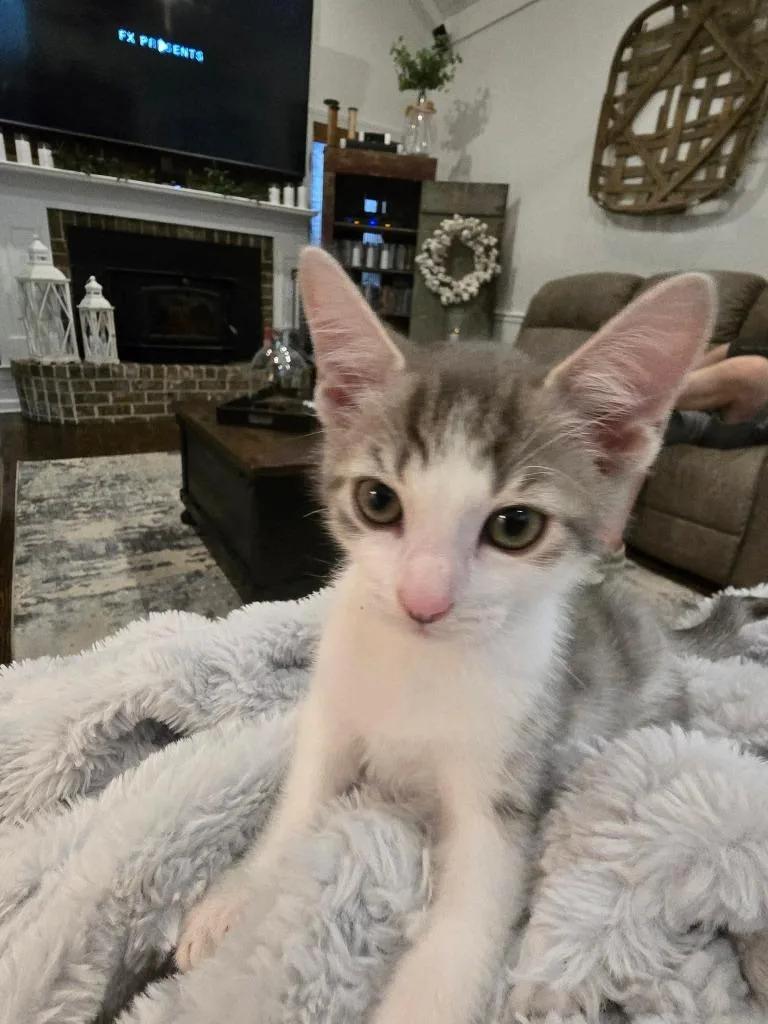 A baby small-sized male Domestic Short Hair cat named Salt for adoption in Darien, GA