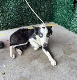 A baby small-sized female Black Border Collie dog named 61299715 for adoption in El Paso, TX