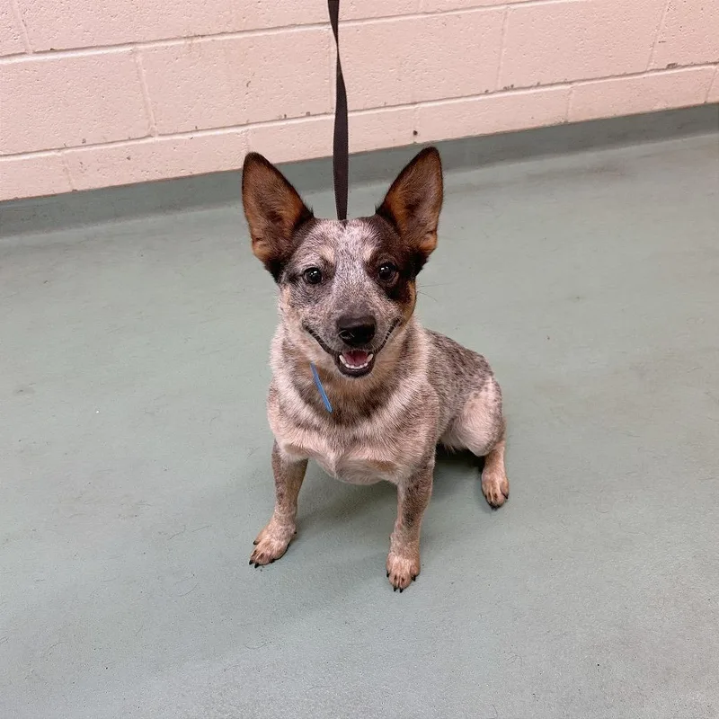 A young medium-sized male Gray / Blue / Silver Mixed Breed dog named Canelo for adoption in Memphis, TN