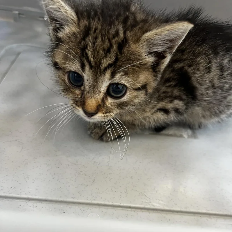 A baby small-sized female Gray / Blue / Silver Domestic Short Hair cat named 72265 for adoption in Harrisonburg, VA