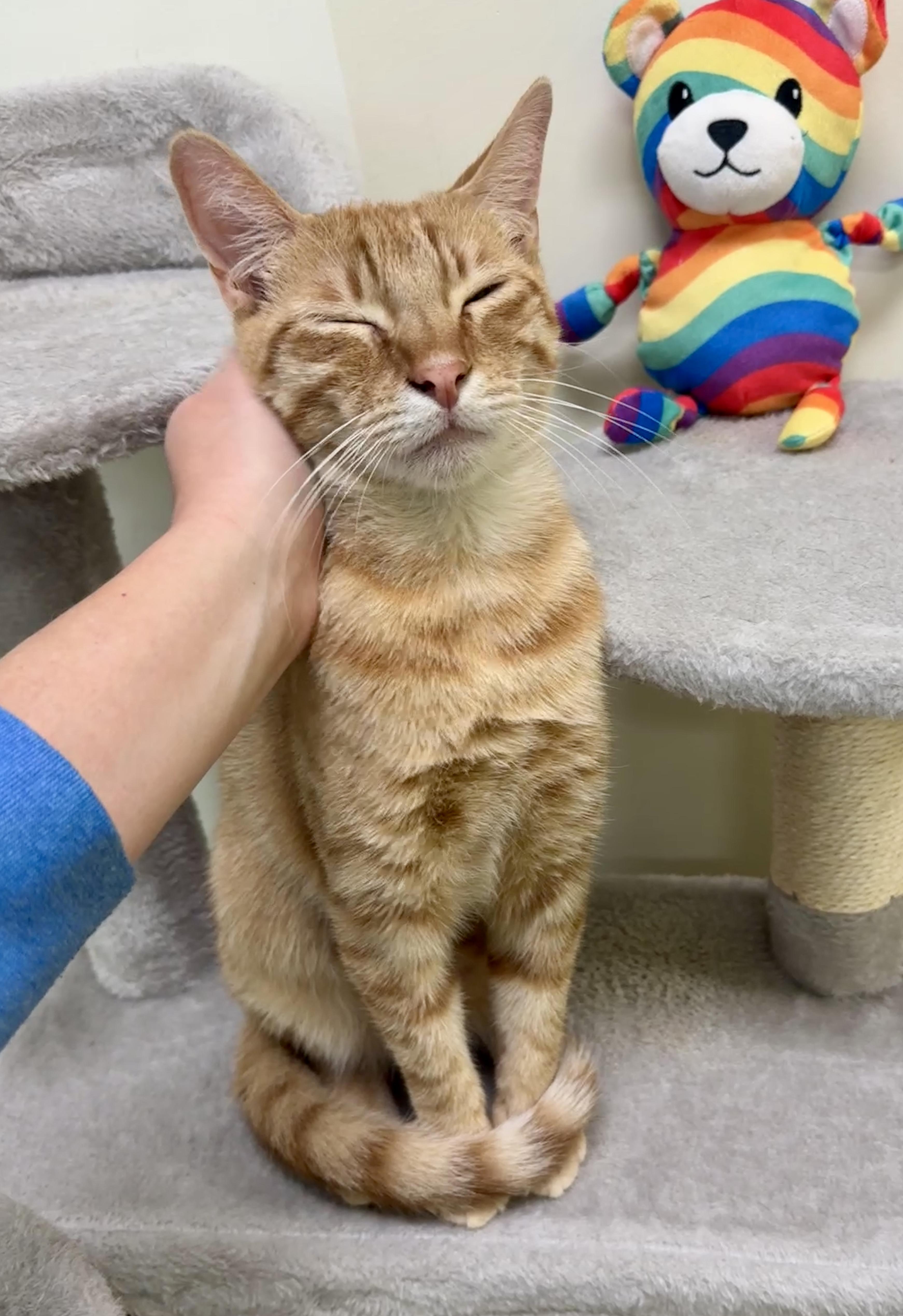 A baby medium-sized male Domestic Short Hair cat named Freddy for adoption in Houston, TX