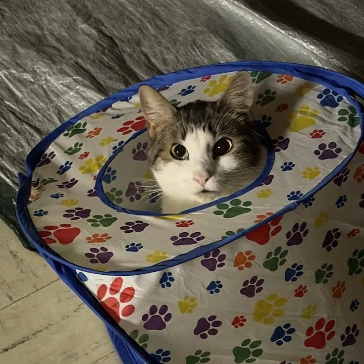 Valentina thumbnail 2