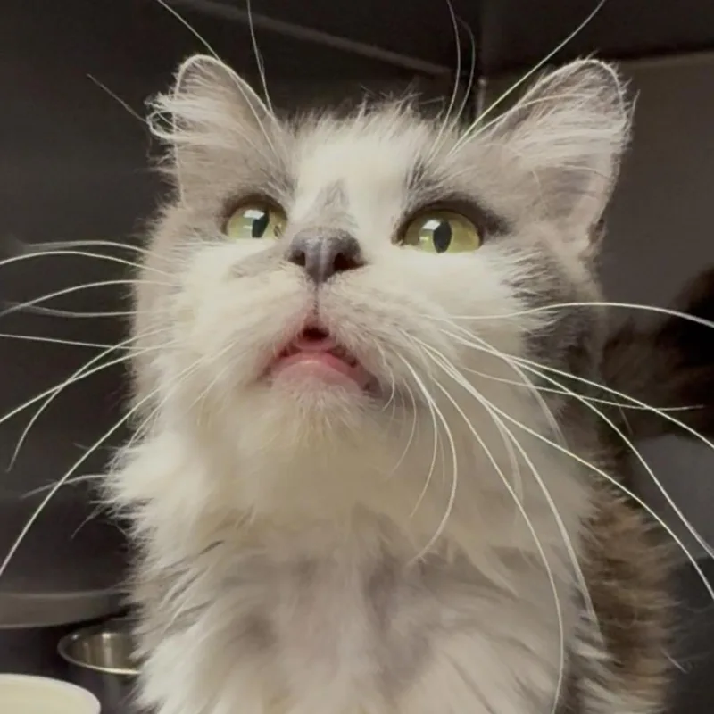 A senior medium-sized female Gray / Blue / Silver Domestic Medium Hair cat named Lana Del Rey for adoption in Easton, PA