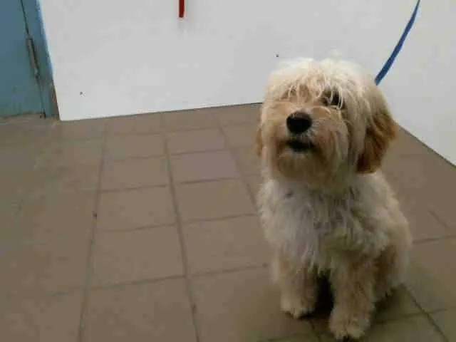 A senior small-sized female Lhasa Apso dog named Willow Jane for adoption in Albuquerque, NM