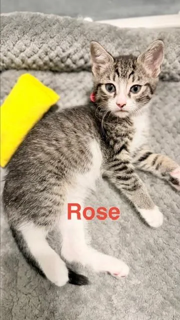 A baby medium-sized female Tabby (Brown / Chocolate) Domestic Short Hair cat named Rose for adoption in Beaufort, SC