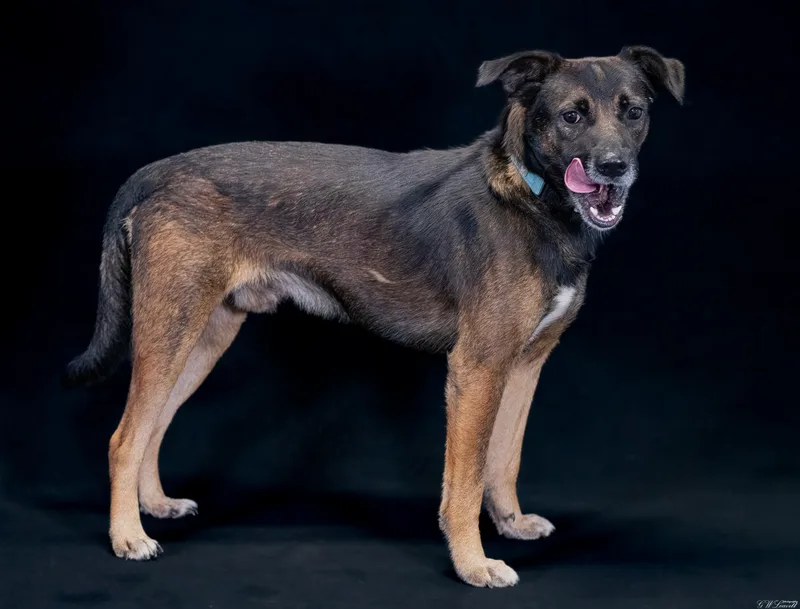 A young medium-sized male Sable Mixed Breed dog named Uncle for adoption in BONIFAY, FL