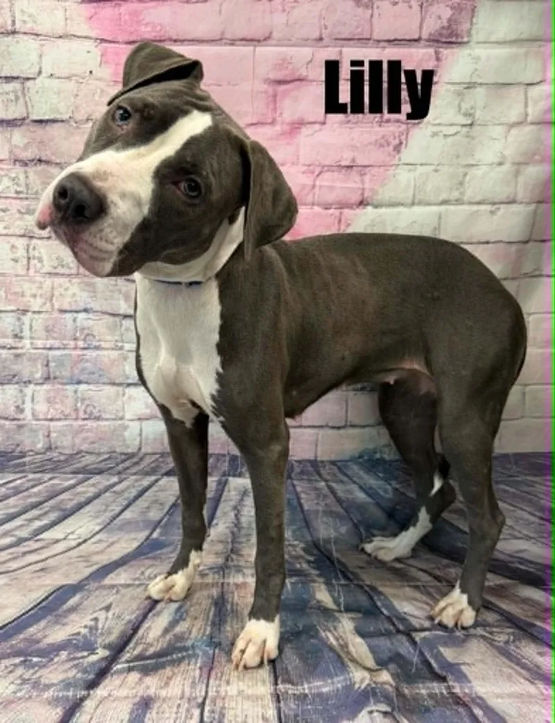 Lilly thumbnail 2
