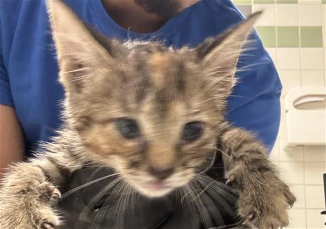 A baby medium-sized female Domestic Short Hair cat named Luna for adoption in Dallas, TX