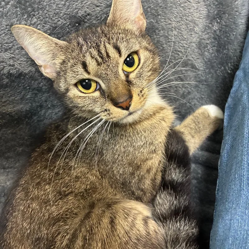 A young medium-sized female Brown / Chocolate Domestic Short Hair cat named Flower for adoption in Fredericksburg, VA