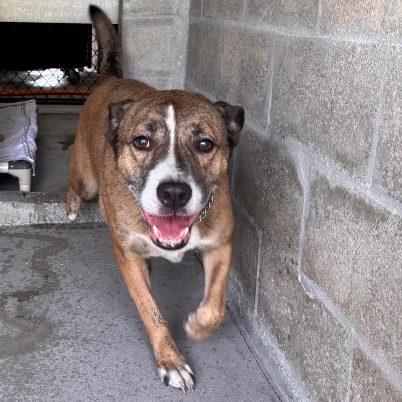A senior medium-sized male Brown / Chocolate Shepherd dog named Chance for adoption in Clearwater, FL