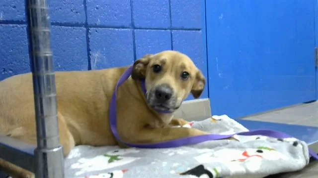 A young medium-sized female German Shepherd Dog dog named Princess for adoption in Albuquerque, NM