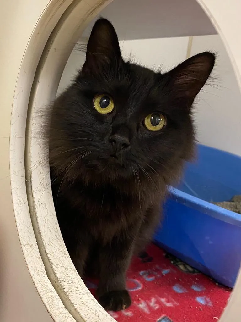 SootCamille