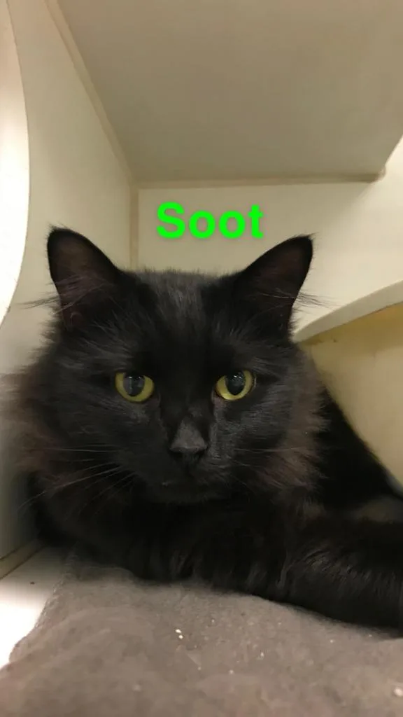 SootCamille thumbnail 2