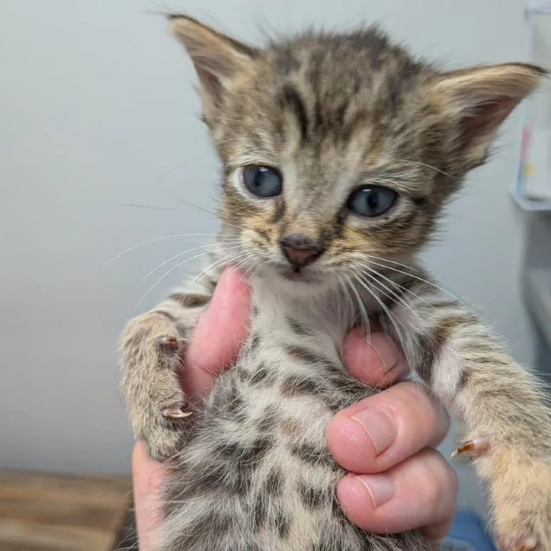 A baby small-sized female Brown / Chocolate Domestic Short Hair cat named Brownie for adoption in Winchester, VA