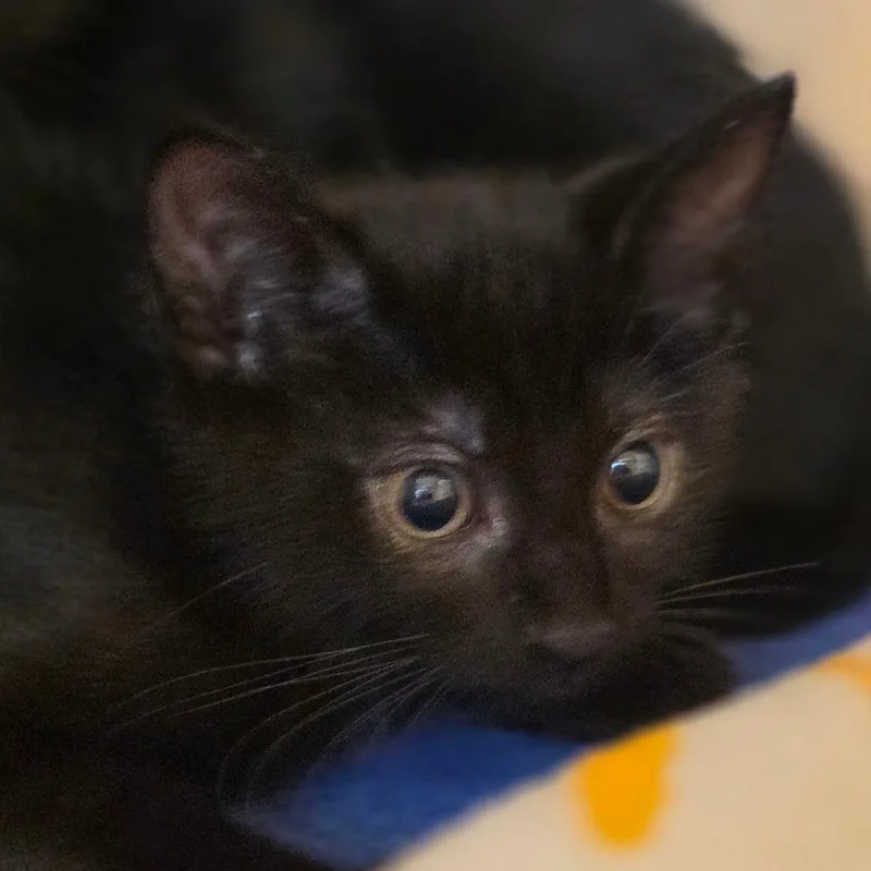 A baby small-sized male Black Domestic Short Hair cat named Basil for adoption in Buellton, CA