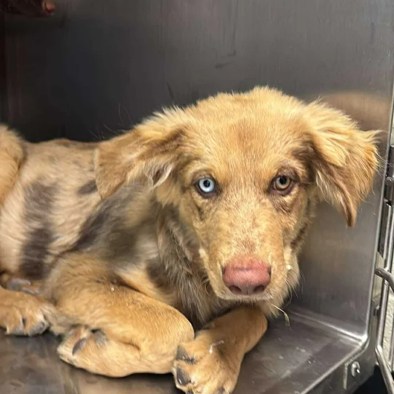 A baby medium-sized male Shepherd dog named Mikka for adoption in Bastrop, TX