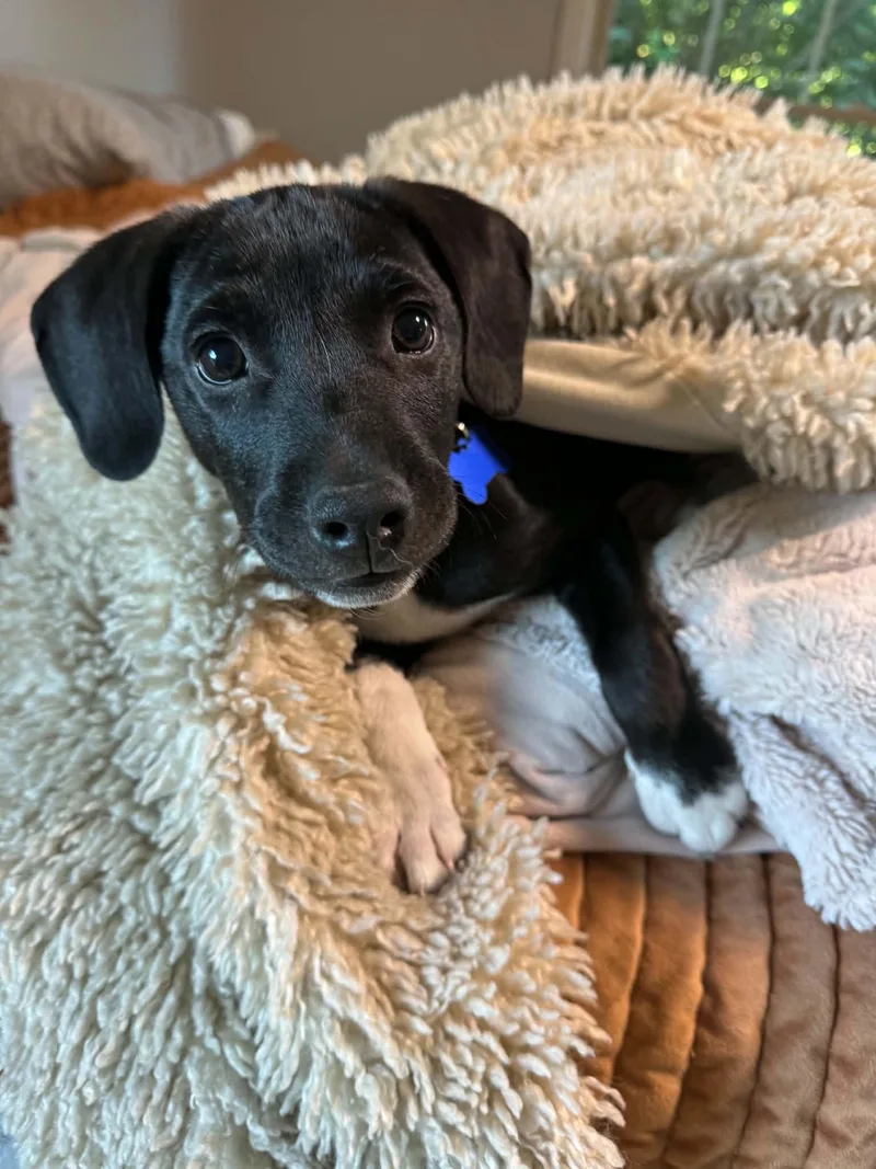A baby medium-sized male Black Pointer dog named Licorice for adoption in Columbia, MO