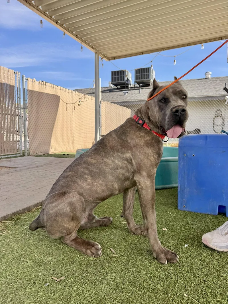 A baby extra large-sized male Cane Corso dog named James Dean for adoption in Glendale, AZ