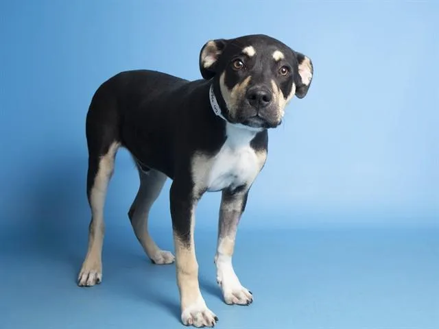 A young medium-sized male German Shepherd Dog dog named Snoot for adoption in Phoenix, AZ