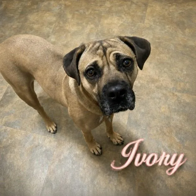 An adult large-sized female Yellow / Tan / Blond / Fawn Mastiff dog named Ivory for adoption in Matteson, IL